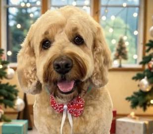 Louie, Office Dog at Severn Accounting