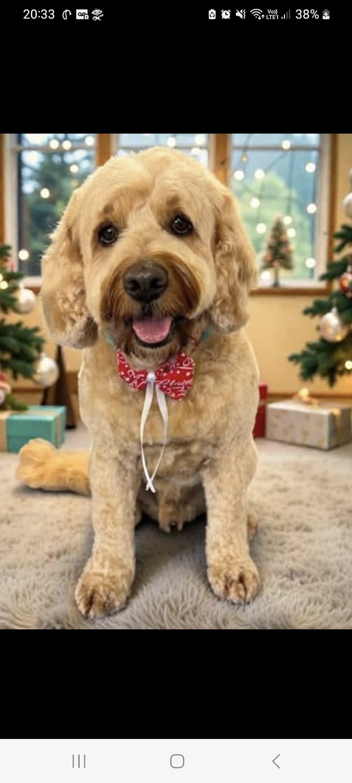 Louie, Office Dog at Severn Accounting